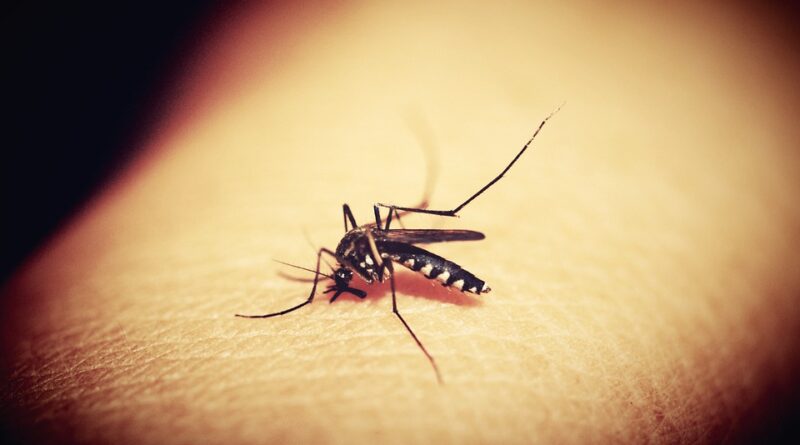 Epidemia de dengue no Paraná