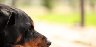 Como lidar com o luto após a perda de um animal perda de um animal