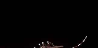 Boletim epidemiológico aponta recorde em número de novos casos de dengue dengue