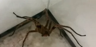 Picadas de aranhas são segunda causa de envenenamento no país aranha