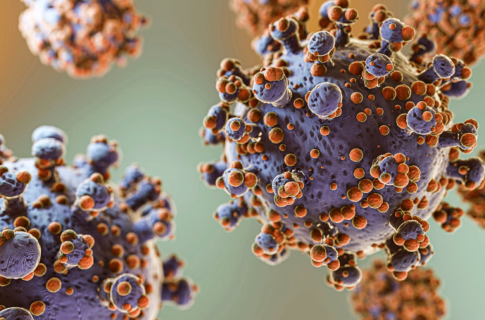https://www.magnific.com/free-photo/representation-microorganisms-concept_36488166.htm#fromView=search&page=1&position=0&uuid=5a3e6ea4-1a1f-43b5-b1da-050febbed2ae&query=hantavirus hantavírus